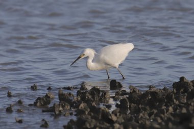 Karlı Akbalıkçıl (egretta thula) 