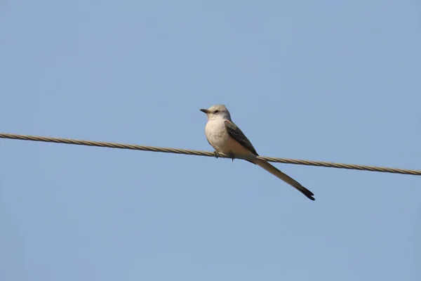 Flycatcher Tyrannus Forficatus — стоковое фото