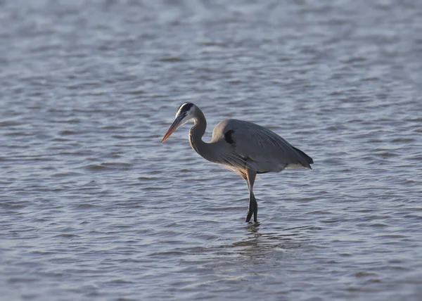 Большая Голубая Цапля Ardea Herodias — стоковое фото