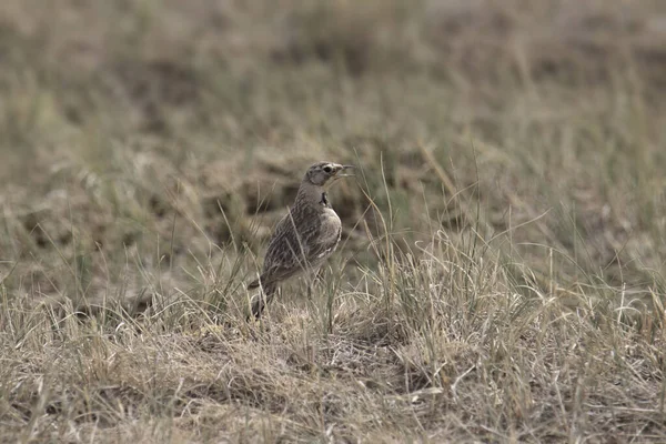 Horned Lark Nőstény Eremophila Alpestris — Stock Fotó