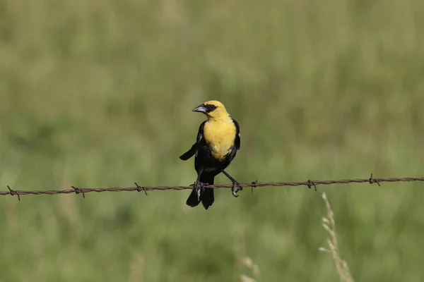 黄頭黒鳥 キサンセファルス キサンセファルス — ストック写真
