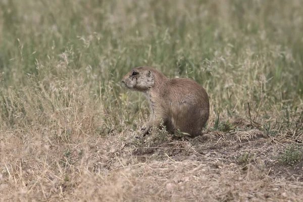 Perro Pradera Cola Blanca Cynomys Leucurus — Foto de Stock