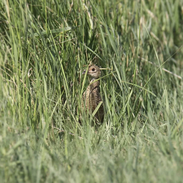 Bažant Kruhovým Krkem Samice Phasianus Colchicus — Stock fotografie