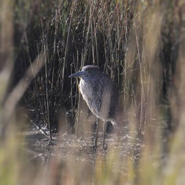 Sarı Taç Giyen Gece Balıkçıl (çocukça) (nyctanassa ihlali))