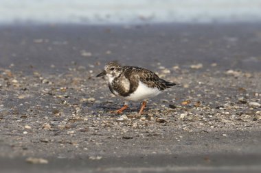 Ruddy Turnstone (üreme yoksunu) (Arenaria yorumlar))
