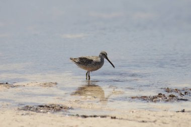 Kısa gagalı Dowitcher (limnodromus griseus)