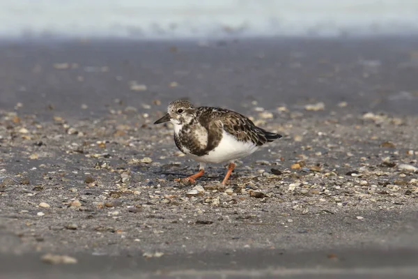 Ruddy Turnstone 非繁殖 竞技场口译 — 图库照片