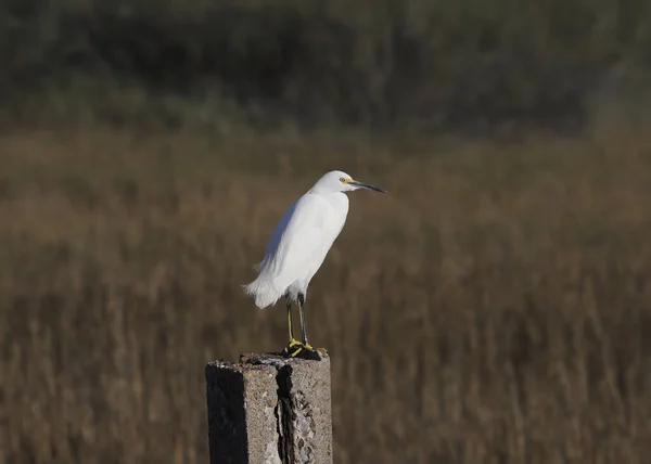 Garceta Nevada Egretta Thula —  Fotos de Stock