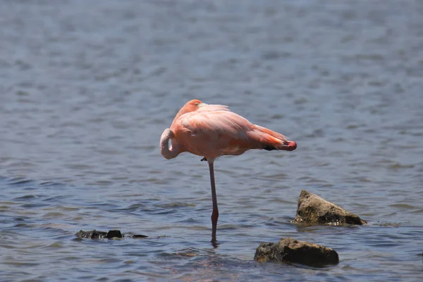 Flamingo Americano Phoenicopterus Ruber Uma Perna Tentando Dormir — Fotografia de Stock