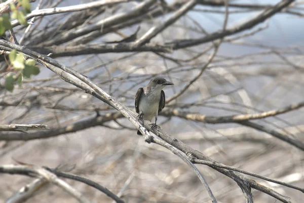 Oostelijke Koningsvogel Tyrannus Tyrannus — Stockfoto