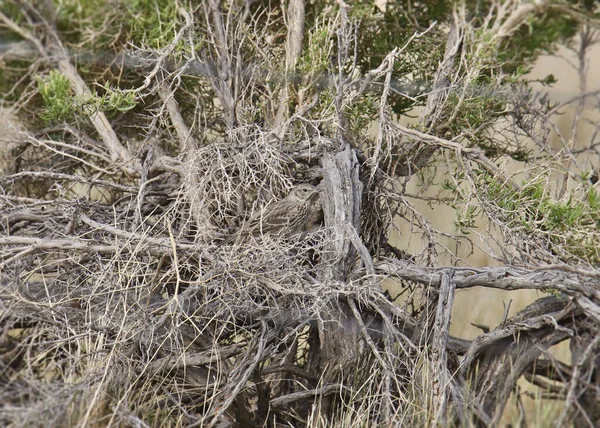 Sage Thrasher Oreoscoptes Montanus — Stok fotoğraf