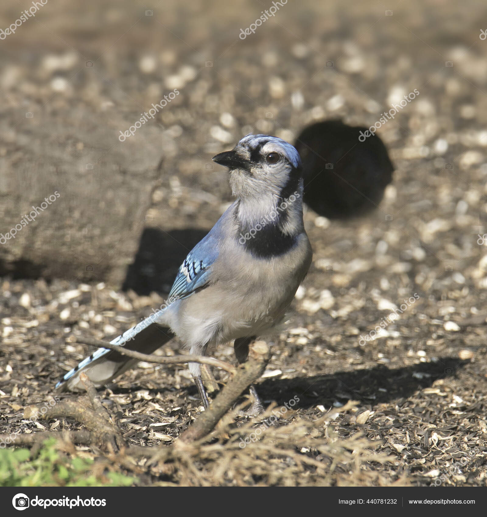 Blue Jay Cyanocitta Cristata Stock Photo by ©vagabond54 440781232