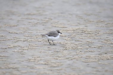 Karlı Plover (şaradrius nivosus)