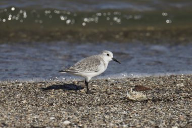 Sanderling (calidris alba) çakıllı bir kıyı şeridinde duruyor
