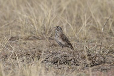 Vesper Serçesi (pooecetes gramine) 