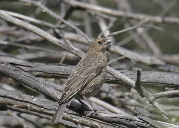 Cowbird Cabeza Marrón Hembra Molothrus Ater — Foto de Stock