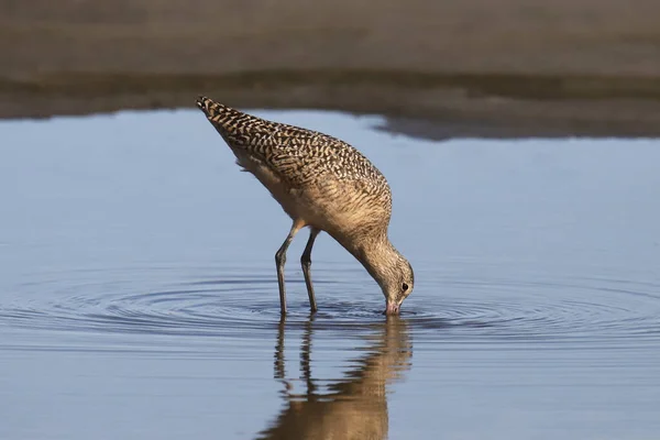 Uferschnepfe Limosa Fedoa — Stockfoto