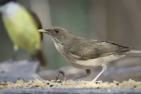 Clay Barevné Drozd Turdus Grayi Krmení Podavač Plošin Velký Kiskadee — Stock fotografie