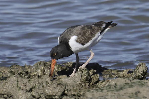 Amerikanischer Austernfischer Haematopus Palliatus — Stockfoto