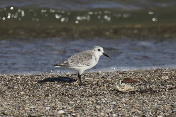 Sanderling Calidris Alba Stojący Kamienistej Linii Brzegowej — Zdjęcie stockowe