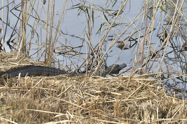 Jacaré Americano Imaturo Alligator Mississippiensis — Fotografia de Stock