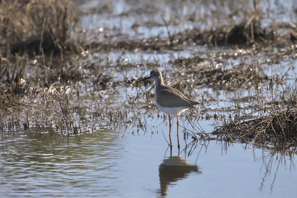 Große Oder Kleine Gelbschenkel Tringa Melanoleuca Oder Tringa Flavipes — Stockfoto