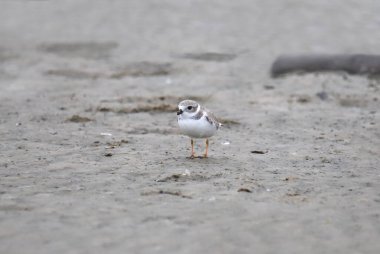Piping Plover (üremeyen) (şaradrius melodus)) 