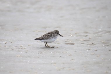 En az Sandpiper (üremeyen) (calidris minutilla))
