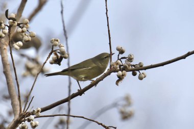 Turuncu taçlı Warbler (oretilpis celata) 