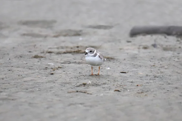 Piping Plover Nonbreeding Charadrius Melodus — Stock Photo, Image