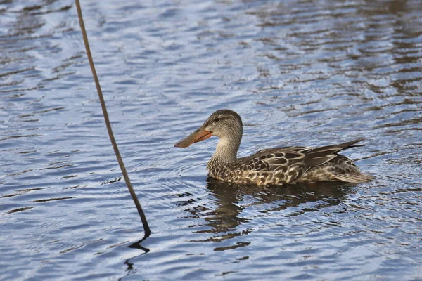 Shoveler Nord Femelle Spatule Clypeata — Photo