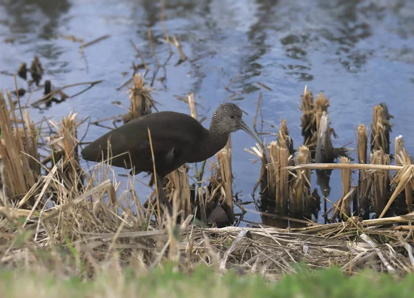 Weißgesicht Ibis Plegadis Chihi — Stockfoto