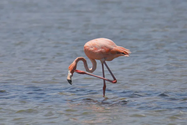 American Flamingo Phoenicopterus Ruber Σκορπίζει Κεφάλι Του — Φωτογραφία Αρχείου