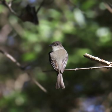 Doğu Phoebe (sayornis phoebe) küçük bir dala tünediği yerden geriye bakıyor