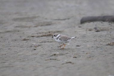 Piping Plover (üremeyen) (şaradrius melodus))