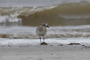 Siyah Göbekli Plover (üremeyen) (Pluvialis squatarola))