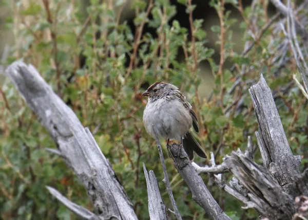 Bruant Couronne Blanche 1Er Hiver Zonoxoa Leucophrys — Photo