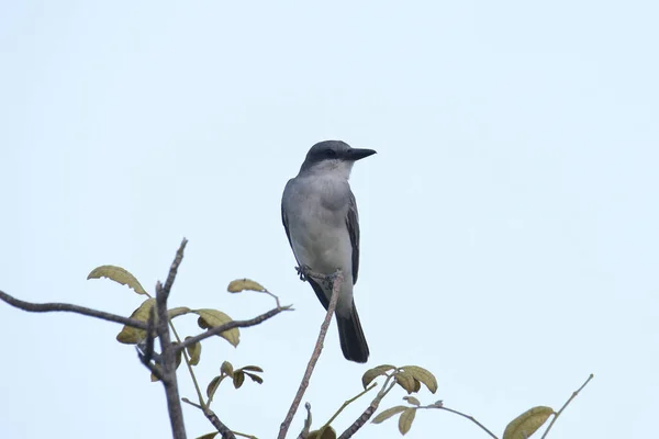 Pássaro Real Cinzento Tyrannus Dominicensis — Fotografia de Stock