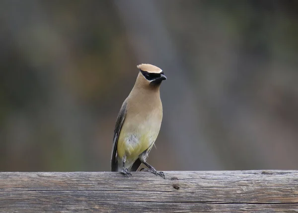 Cedar Waxwing Bombycilla Cedrorum — Stok Foto