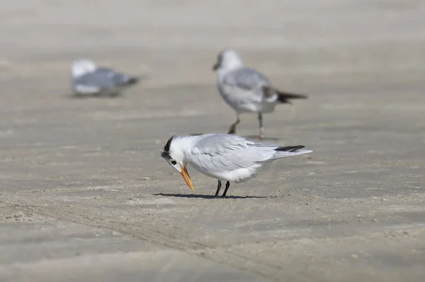 Royal Tern Non Breeding Thalhbulus Maximus — стоковое фото