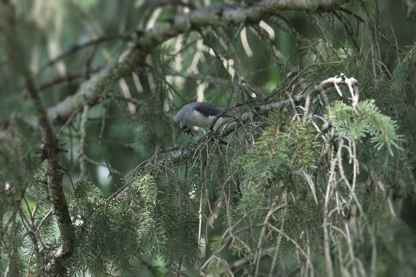 Nuthatch Pecho Blanco Sitta Carolinensis — Foto de Stock