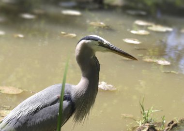 Büyük Mavi Balıkçıl (ardea herodias)