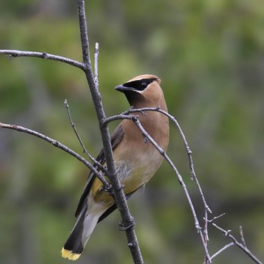 Sedir İpekkuyruk (Bombycilla cedrorum) 