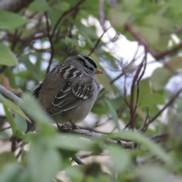 White Crowned Sparrow Zonotrichia Leucophrys — Stock Photo, Image