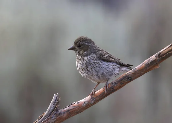 Cassin Finch Nőstény Hemorózus Kasszini — Stock Fotó