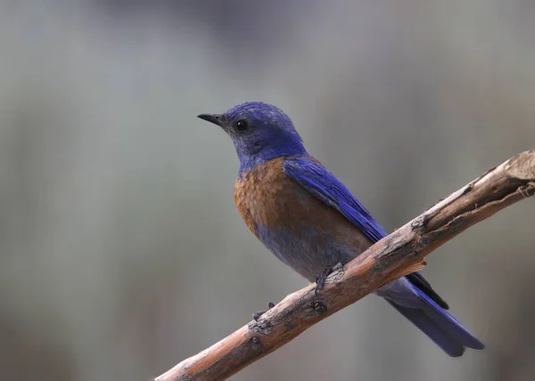 Westelijke Bluebird Mannetje Sialia Mexicana — Stockfoto