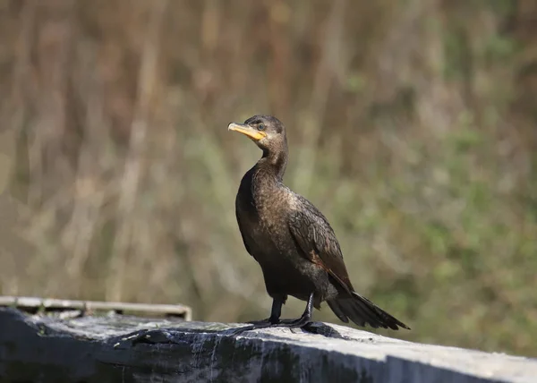 Kéthéjú Kárókatonák Phalacrocorax Auritus — Stock Fotó