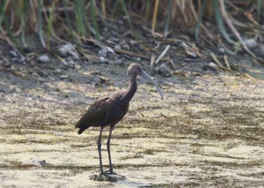 Beyaz yüzlü Ibis (plegadis chihi)
