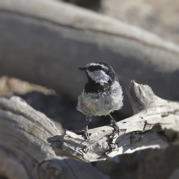 Mésange Des Montagnes Poecile Gambeli — Photo