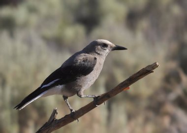 Clark 'ın Fındıkkıranı (nucifraga columbiana)